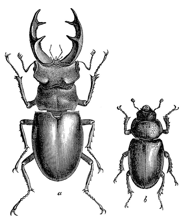 Stag Beetle (Lucanus Cervus) male and female Drawing by Ilbusca