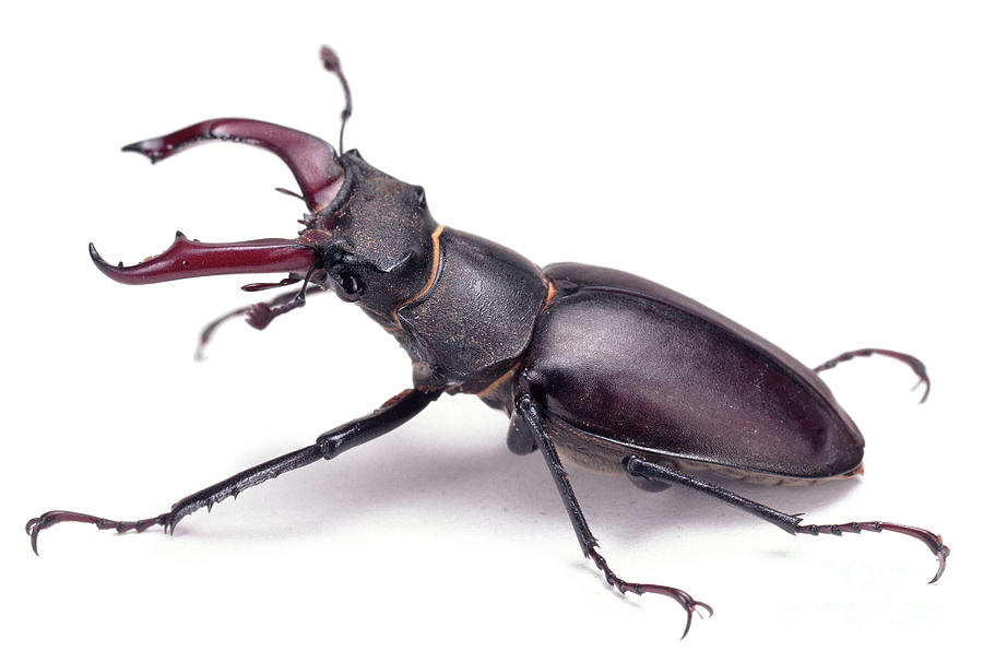 Stag Beetle Photograph by Warren Photographic