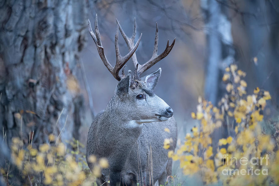 Stag in Autumn Woods Photograph by Rehna George