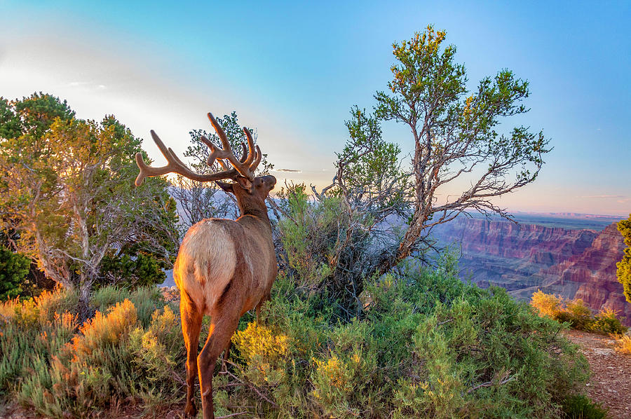 Stag On The Grand Canyon Photograph