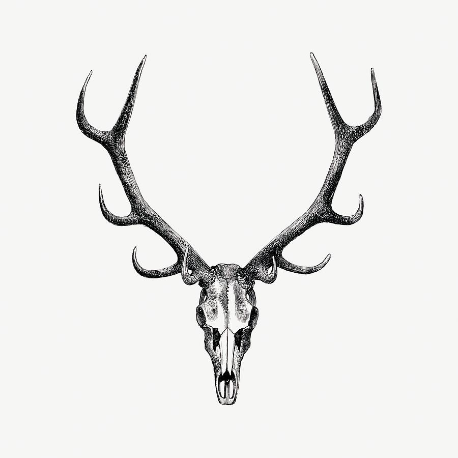 Stag skull drawing, wildlife print, The Great and Small Game of India by  Richard Painting by MotionAge Designs - Fine Art America