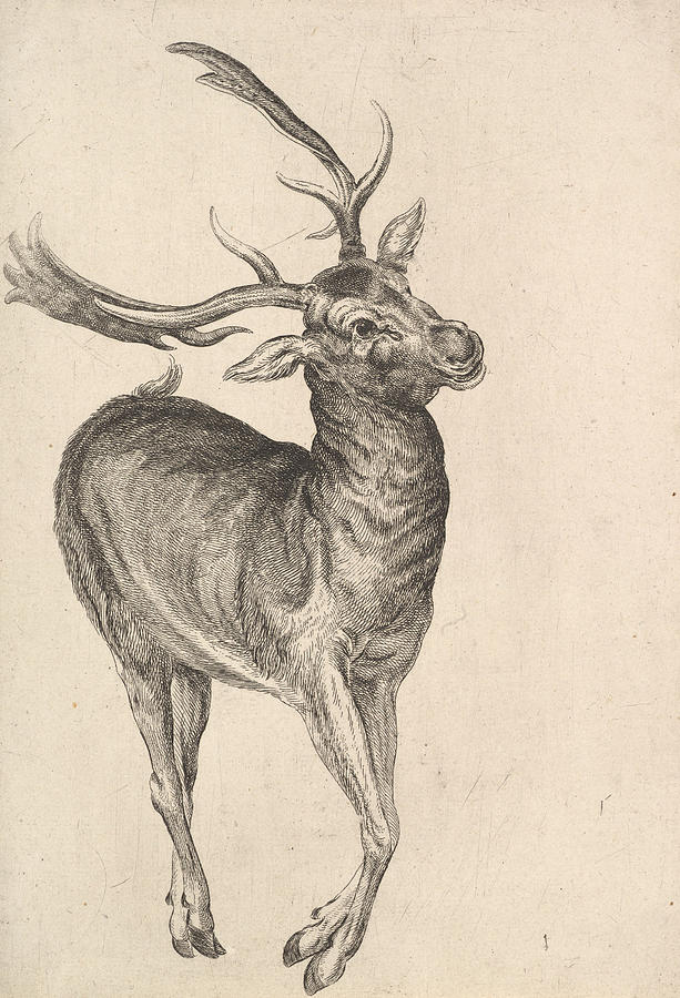 Stag Relief by Wenceslaus Hollar