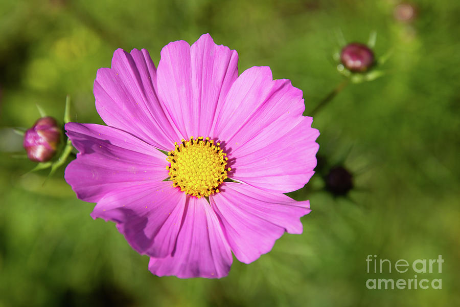 Stages of a Cosmos Wildflower  Photograph by Jeannette Hunt