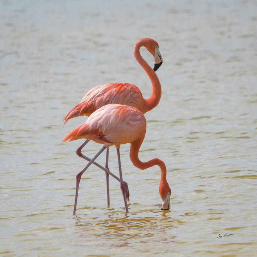 Staggered Flamingos Photograph by Jurgen Lorenzen
