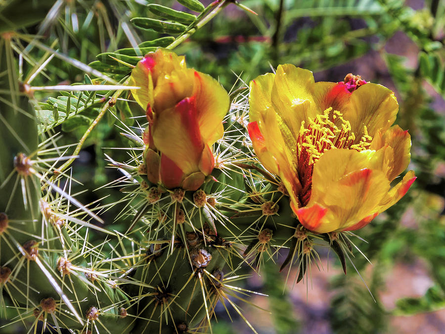 Staghorn Cholla Blossom  Photograph by Kent Nancollas