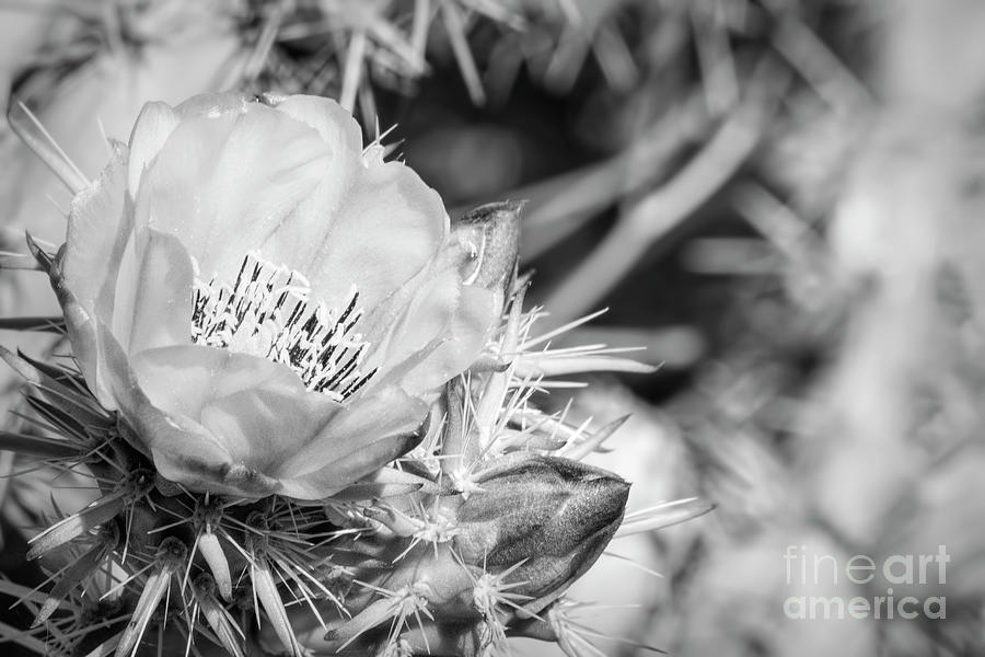 Staghorn Cholla Flower BW Photograph by Elisabeth Lucas | Pixels