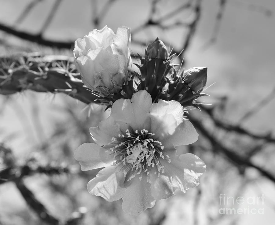 Staghorn Cholla Splendor Photograph By Janet Marie - Fine Art America