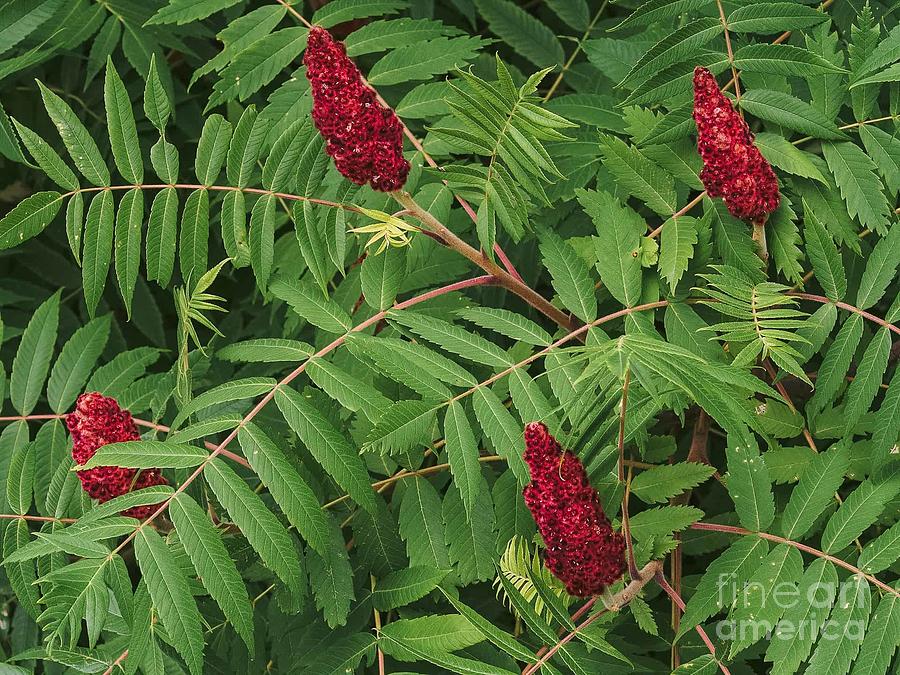 Staghorn Sumac Berries and Leaves Photograph by Charles Robinson