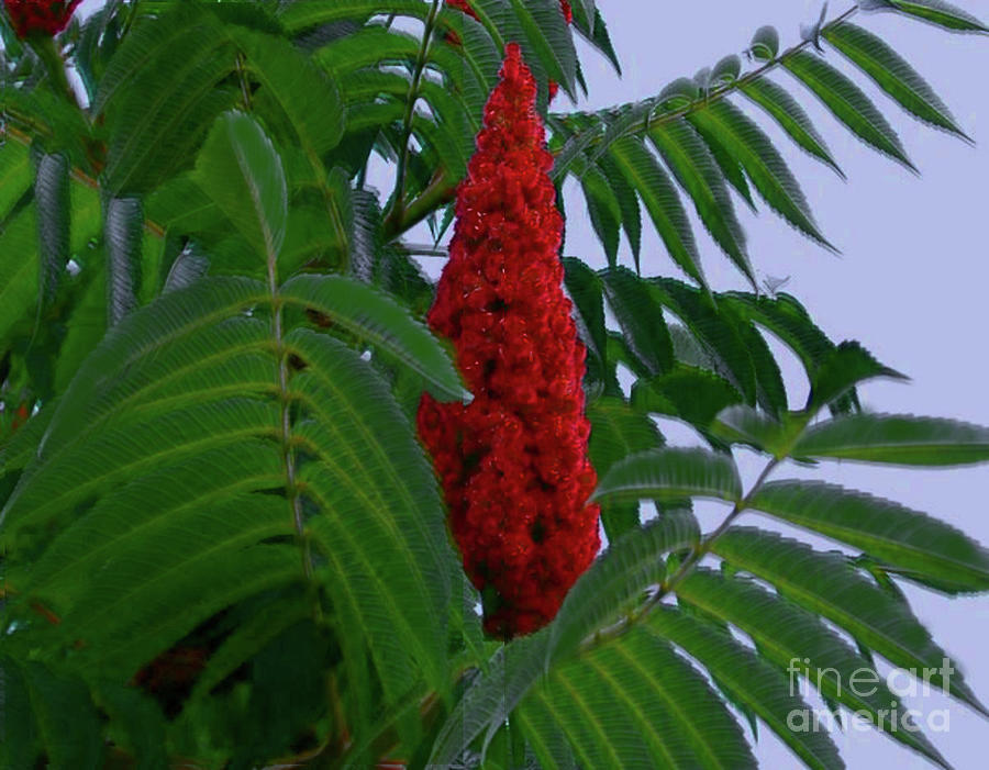 Staghorn Sumac Berries Photograph by Charles Robinson