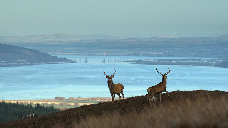 Stags Above the Beauly Firth  Photograph by Gavin MacRae