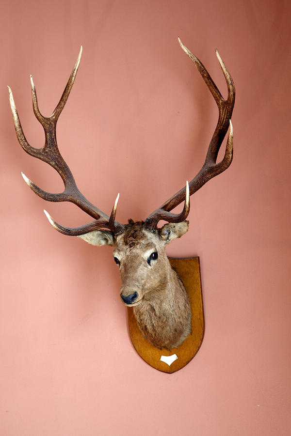 Stags head mounted on a wall Photograph by Tirc83