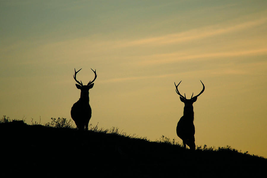 Stags of Strathglass Photograph by Gavin MacRae