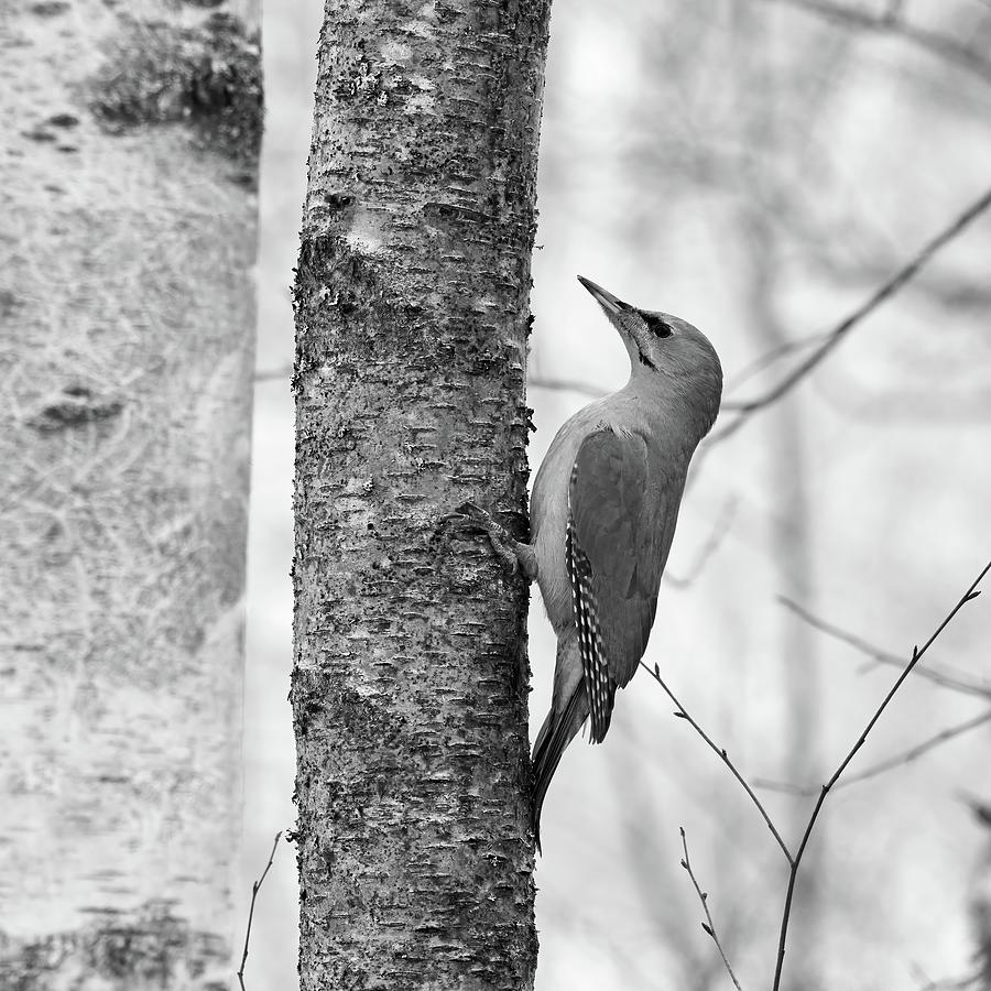 Straight sideways. Grey-headed woodpecker bw Photograph by Jouko Lehto