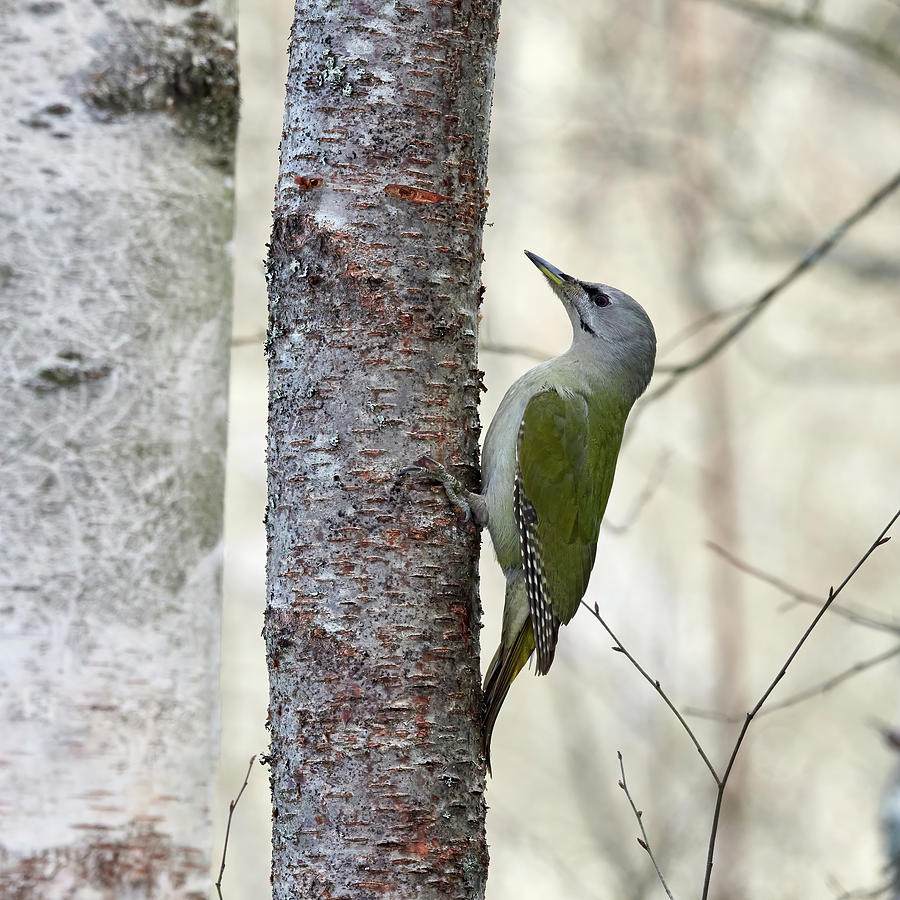 Straight sideways. Grey-headed woodpecker Photograph by Jouko Lehto