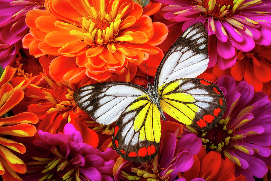 Flower Photograph - Stain Glass Butterfly by Garry Gay