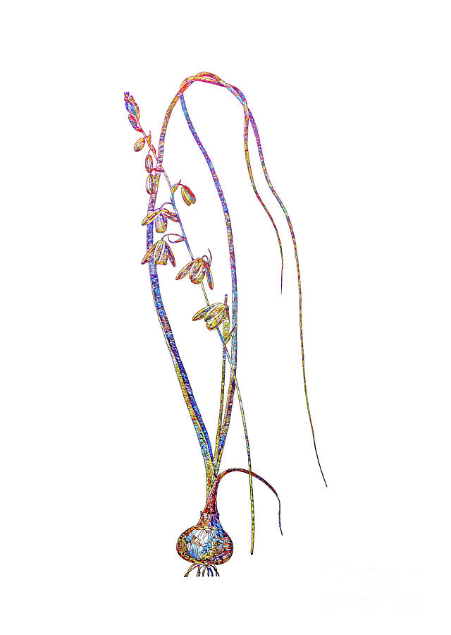 Stained Glass Albuca Botanical Art On White Mixed Media by Holy Rock Design