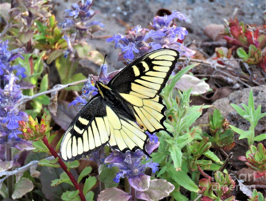 One of a Kind Swallowtail Mutation Photograph by Michele Penner