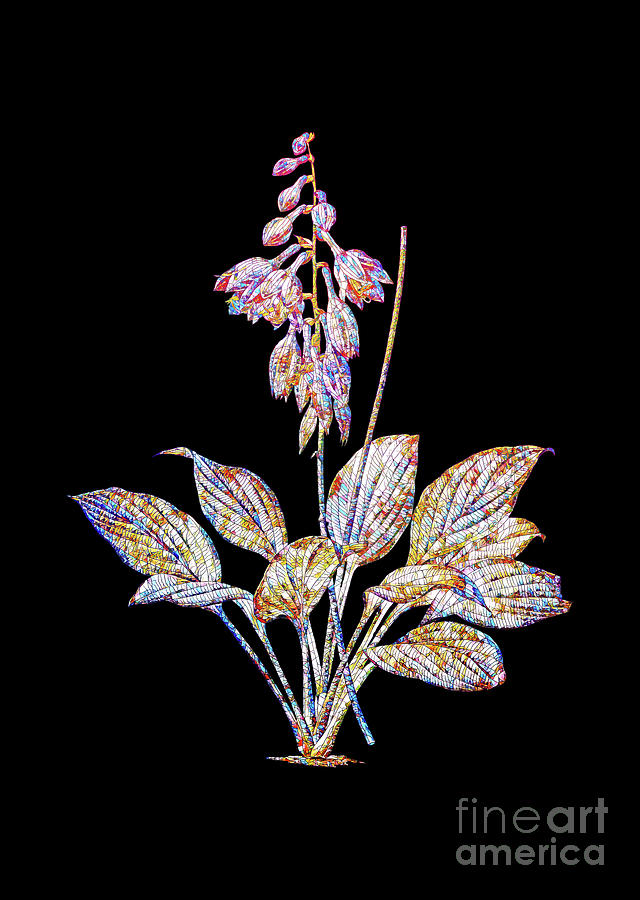 Stained Glass Daylily Botanical Art On Black Mixed Media