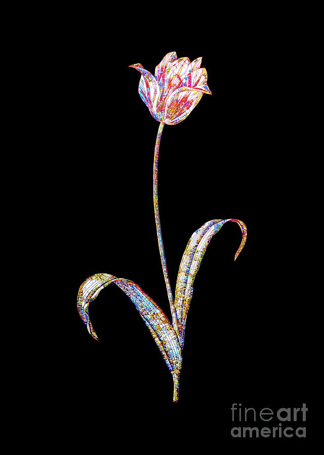 Stained Glass Didiers Tulip Botanical Art On Black Mixed Media by Holy Rock Design