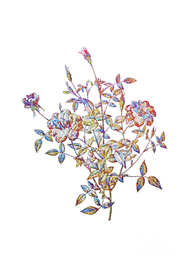 Stained Glass Dwarf Rosebush Botanical Art On White Mixed Media