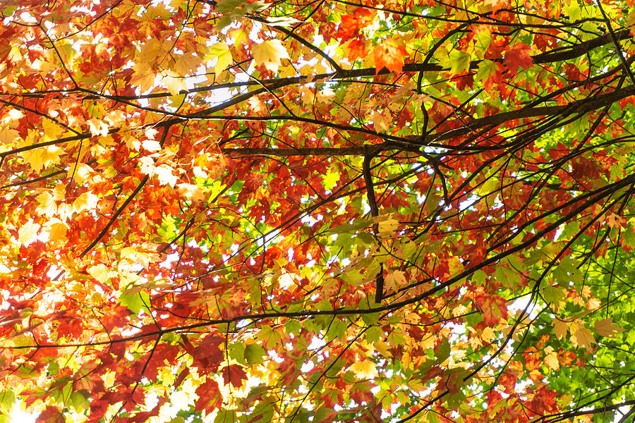 Stained Glass Fall Foliage Photograph by Katherine Y Mangum