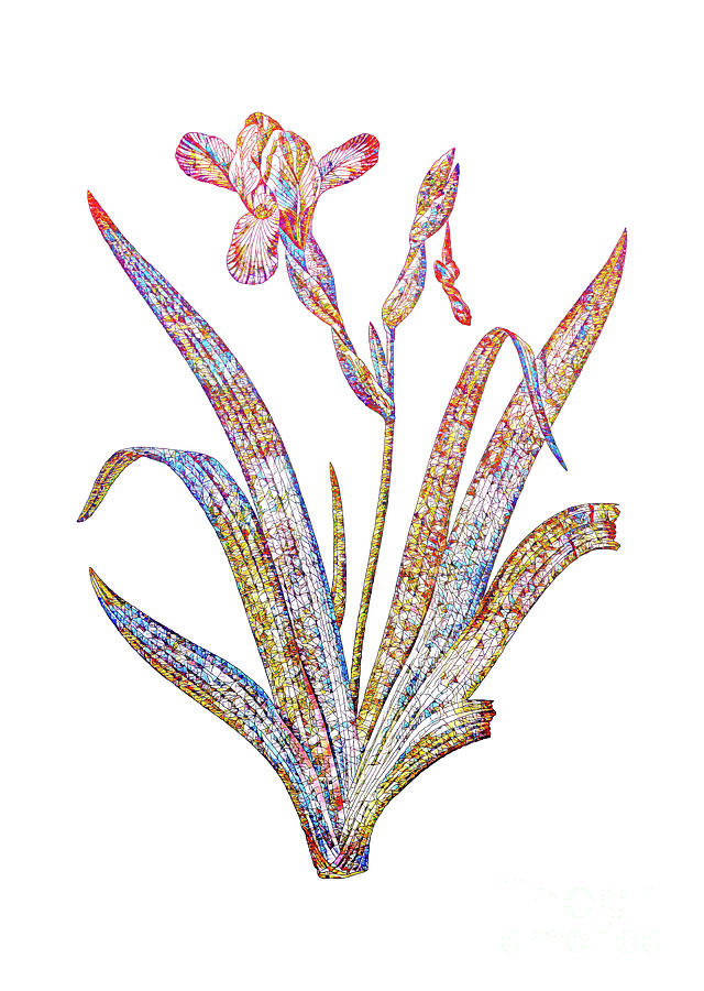 Stained Glass Hungarian Iris Botanical Art On White Mixed Media by Holy Rock Design