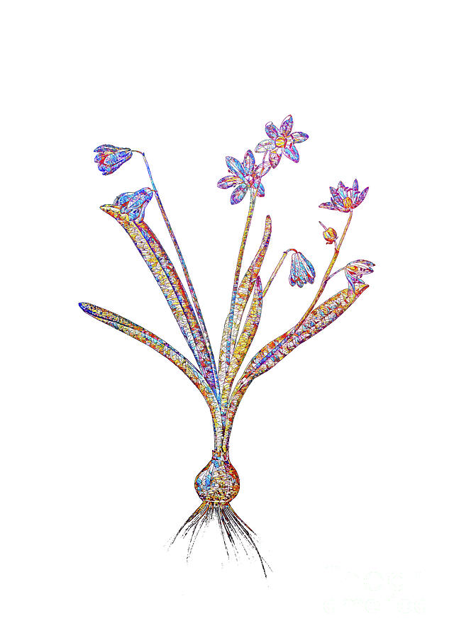 Stained Glass Scilla Amoena Botanical Art On White Mixed Media by Holy Rock Design