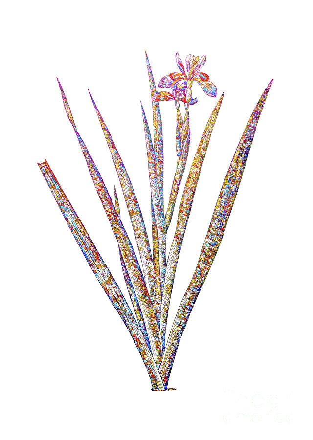 Stained Glass Stinking Iris Botanical Art On White Mixed Media by Holy Rock Design