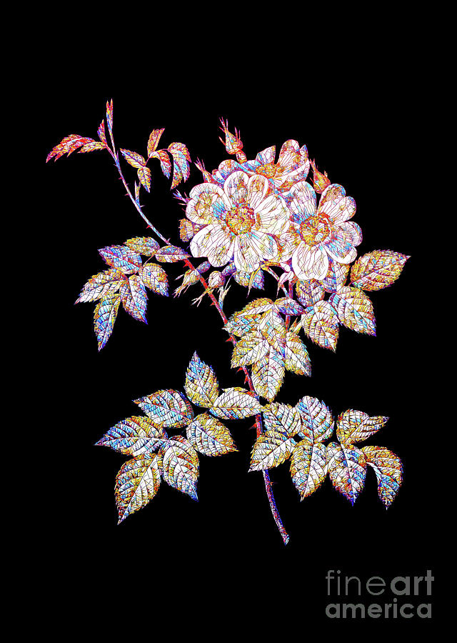 Stained Glass White Rosebush Botanical Art On Black Mixed Media by Holy Rock Design