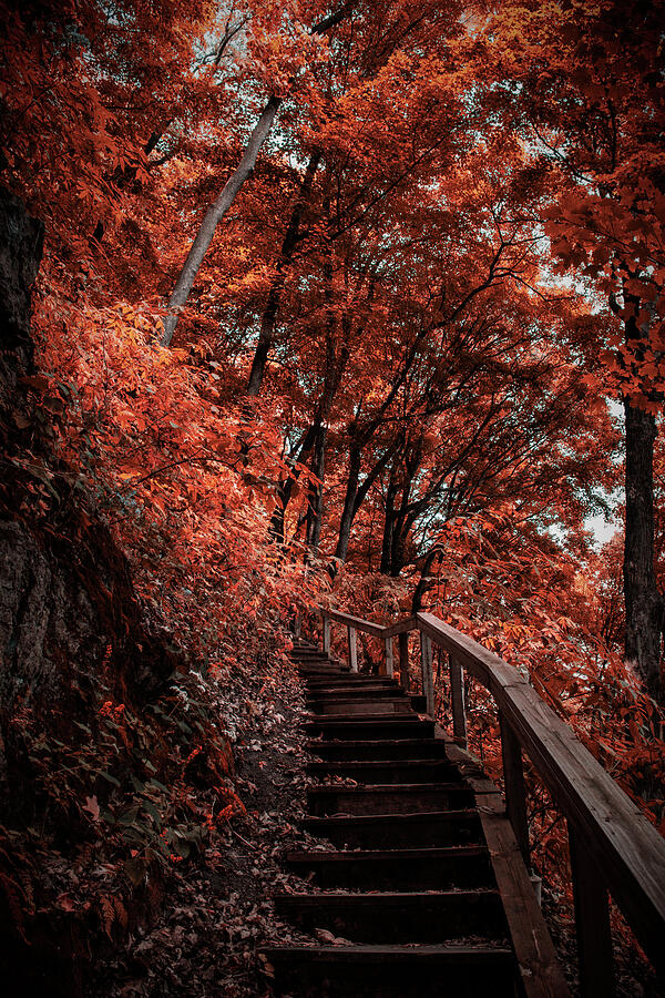 Tree Photograph - Staircase Through Red Forest by Jay Vossen