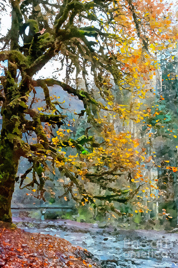 Staircase Wilderness Digital Art by Macro Abundance Art Staircase Wilderness Digital Art by Macro Abundance Art
