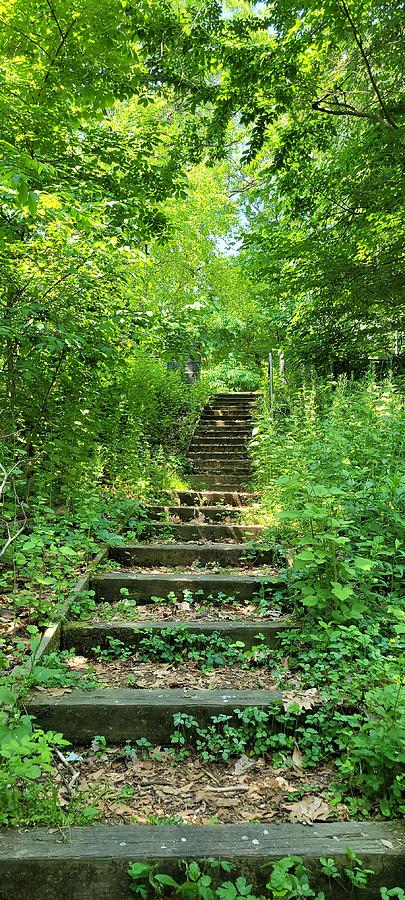 Stairs in the woods 2 Photograph by Kama Linden - Pixels