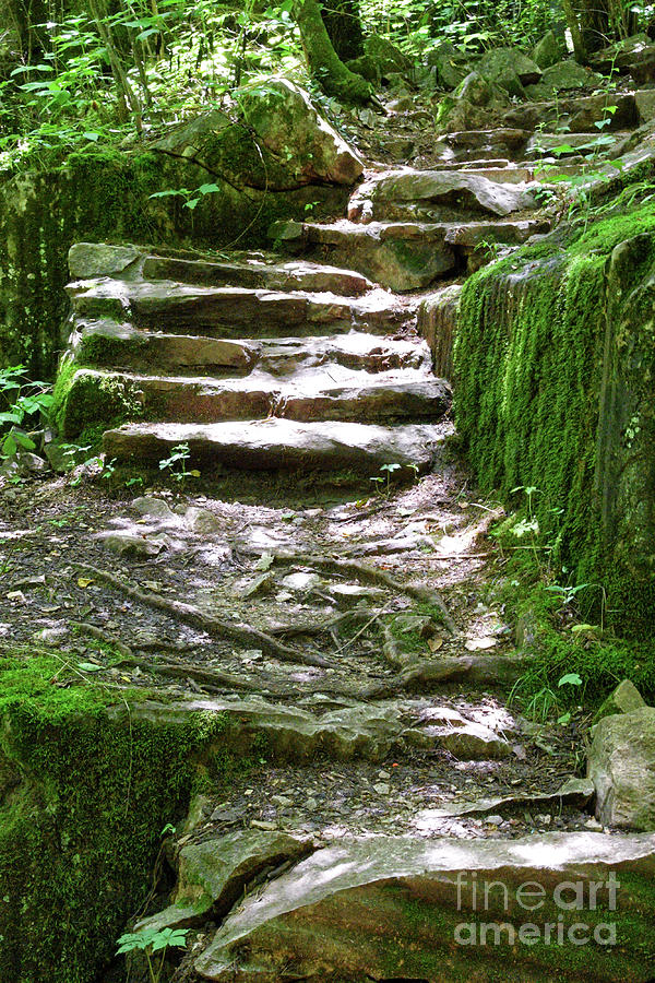 Stairs Into Green Photograph by Phil Perkins