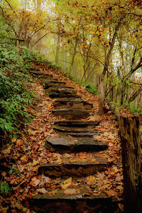 Stairs through Autumn Beauty Photograph by Cindy Robinson