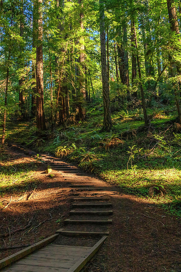 Stairway in the Forest Photograph by Bonnie Follett