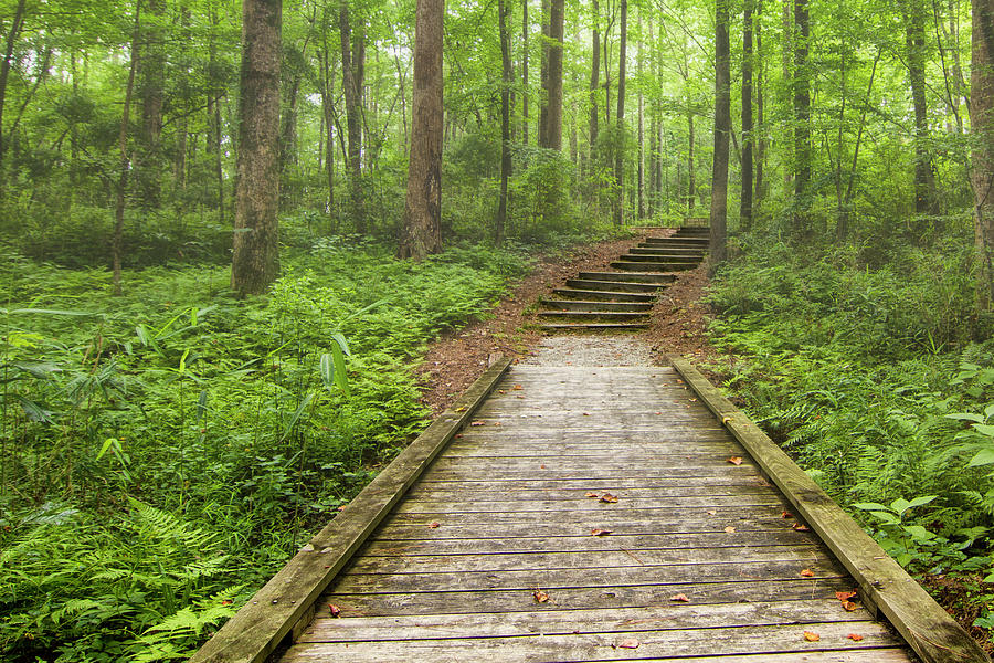 Stairway to Adventure and History Near New Bern Photograph by Bob Decker