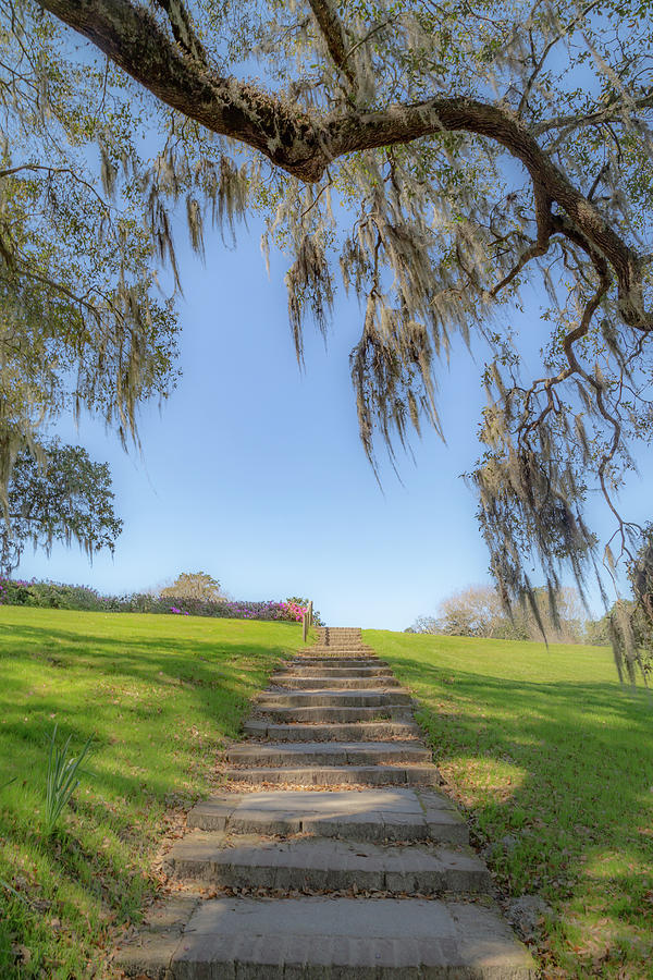 Stairway to Beauty Photograph by Cindy Robinson