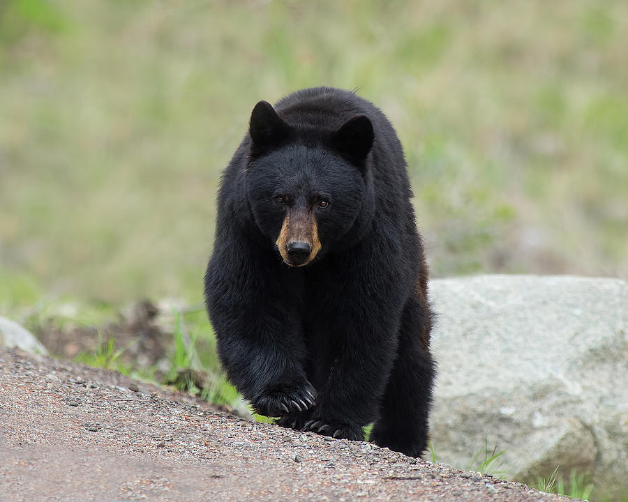Stalking Black Bear Photograph by CR Courson