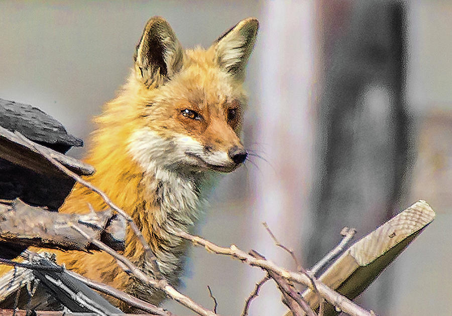 Stalking Fox Photograph by Joe Granita