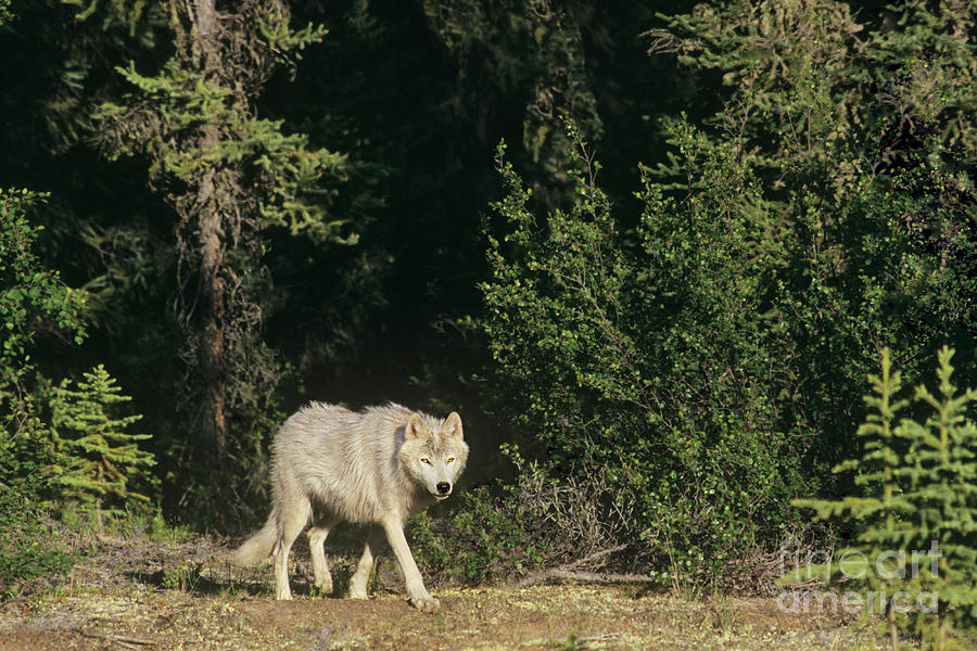 Stalking Gray Wolf Northwest Territories Canada Photograph by Dave Welling