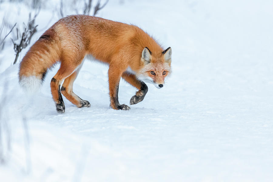 Stalking Red Fox Photograph by James Capo