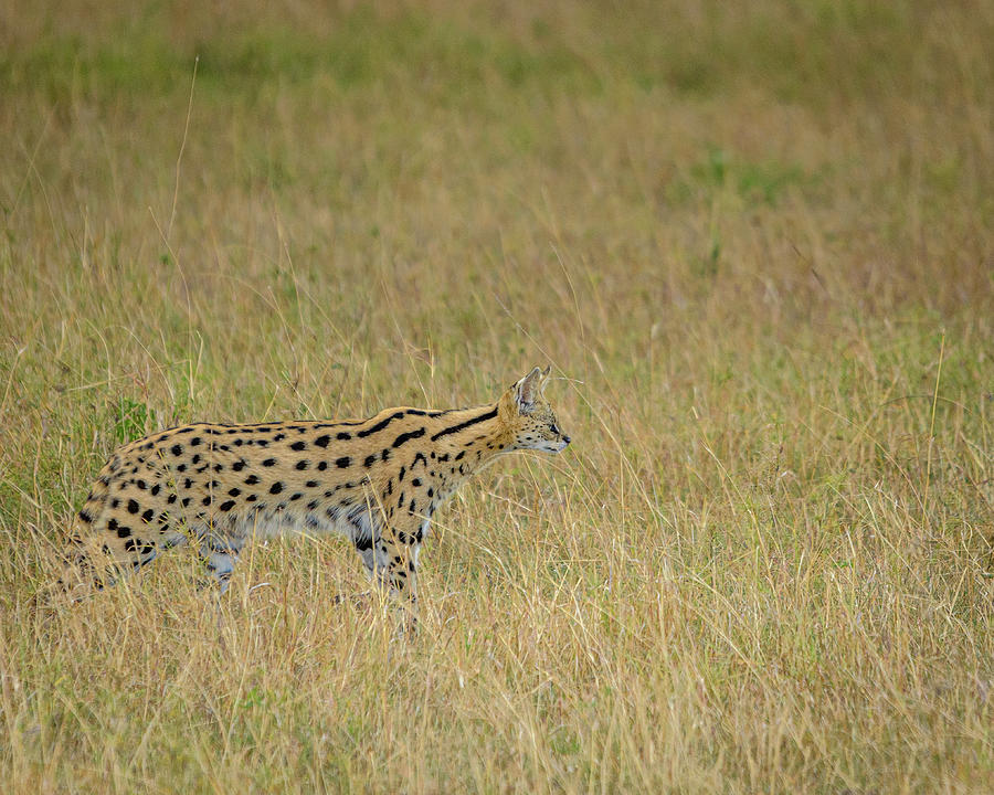 Stalking Serval Photograph by Adrian O Brien