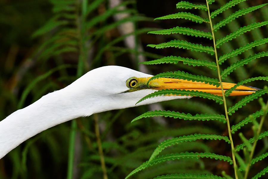Stalking the Hopper - Egret, Everglades Photograph by KJ Swan