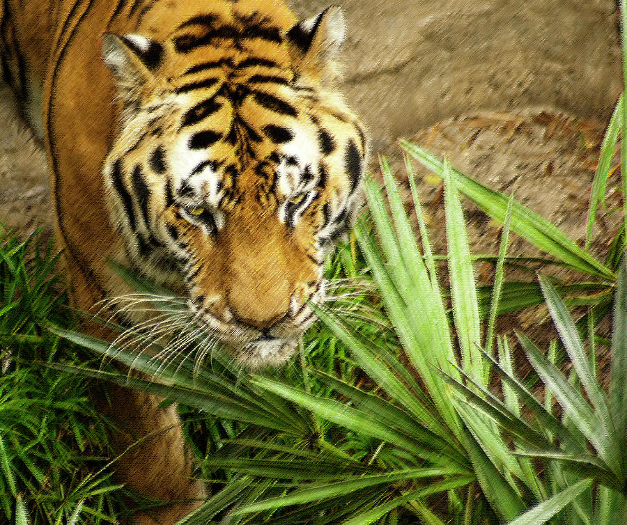 Wildlife Photograph - Stalking Tiger by Carolyn Marshall