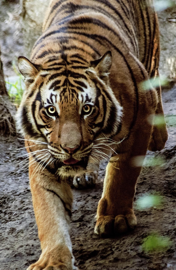 Stalking Tiger Photograph By Lauren Denos Pixels