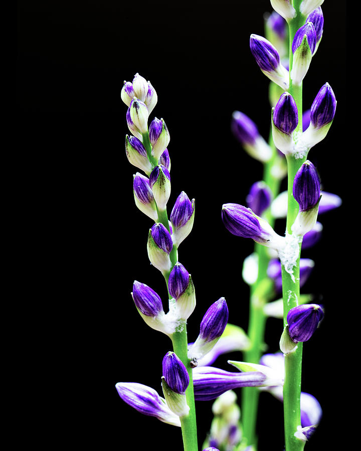 Stalks of Purple Hosta Blooms Photograph by Charles Floyd
