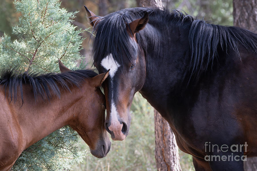 Horse Photograph - Stallion and Foal by Lisa Manifold