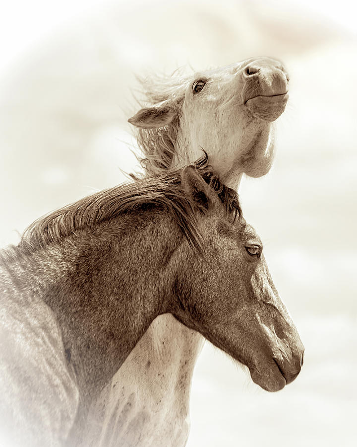 Stallion And Mare Photograph by Jerry Cowart