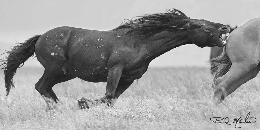 Stallion Chase B and W. Photograph by Paul Martin