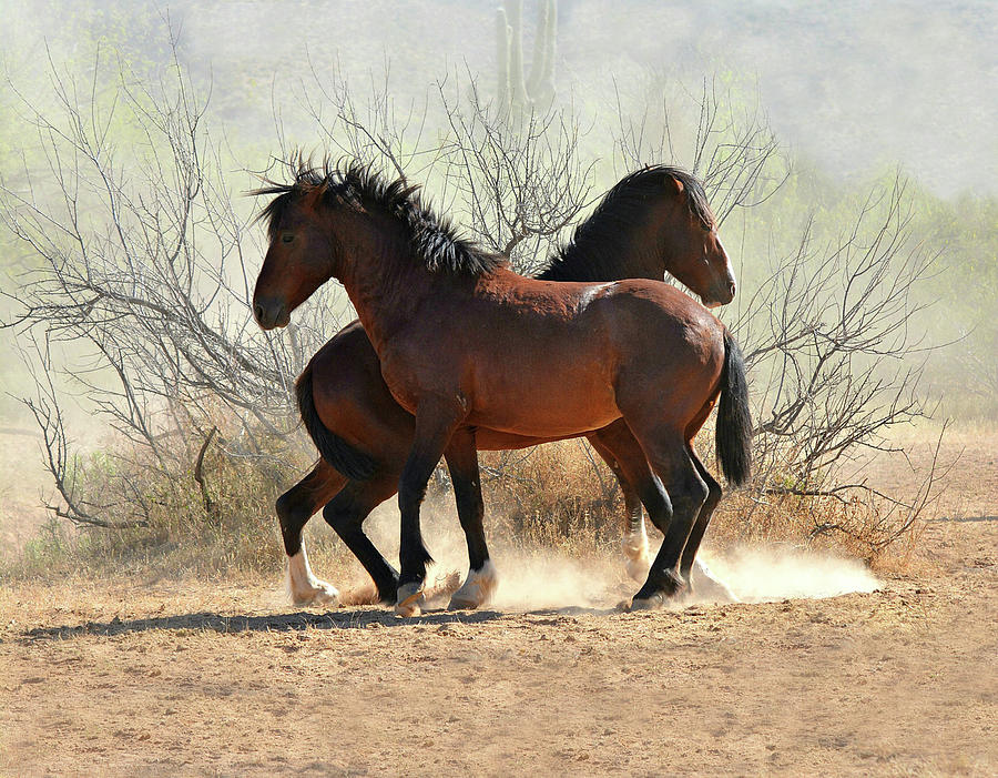 Stallion Dual Photograph by Barbara Sophia Travels